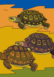 Malvorlage Schildkröte