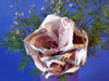 Eine Geld-Rose basteln