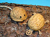 Walnussschalen