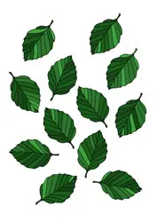 Malvorlage Blätter
