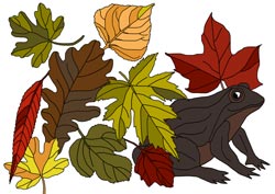 Malvorlage Kröte im Laub