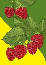 Malvorlagen - Himbeeren