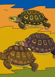 Malvorlage Schildkröte