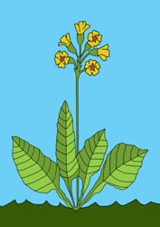 Malvorlage Schlüsselblume