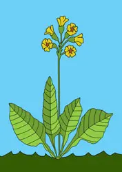 Malvorlage Schlüsselblume