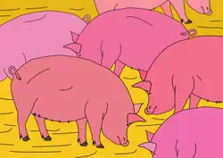 Malvorlage Schweine